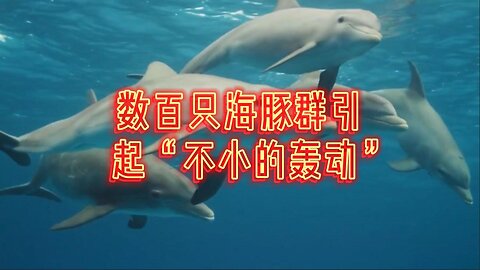 数百只海豚群引起“不小的轰动”