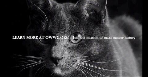 Spooky: The Cat That Started a Movement