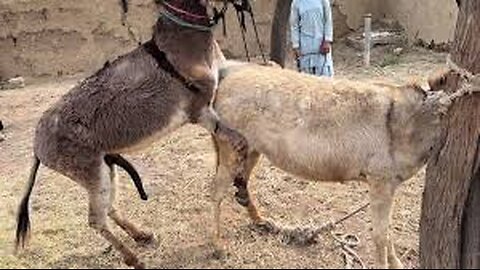 Hilarious village donkey meeting 🤝🤣