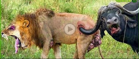50 Craziest Wild Animal Fighting That Will Leave You Breathless | Animal Fight