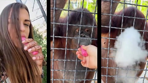 Boxing Bimbo Vaping Orangutan