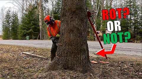 Looks Rotten, Might Fall Wrong… What Would You Do?
