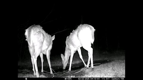 Deer Cam 03-22-2025