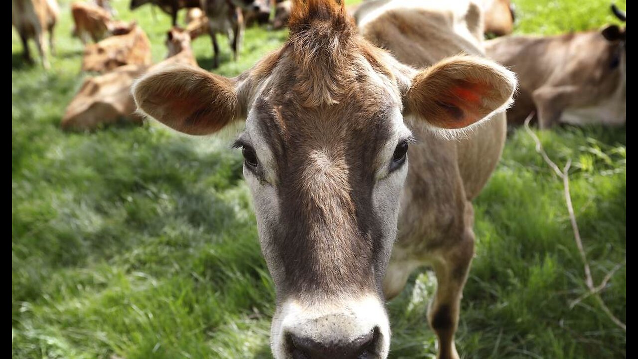 High-Tech Taking Over As Smart Farms Introduce Robot Cow Milking