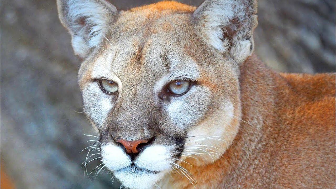 I GOT ATTACKED BY A PUMA (in gta 5) (STORY-TIME)