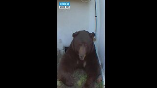 🐻⁠ Large Bear takes up residence under Altadena home, startles homeowner 11.24.25