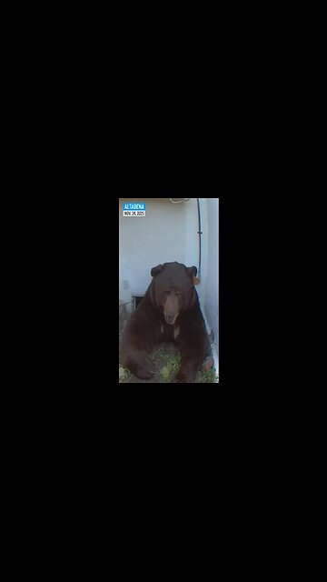🐻⁠ Large Bear takes up residence under Altadena home, startles homeowner 11.24.25