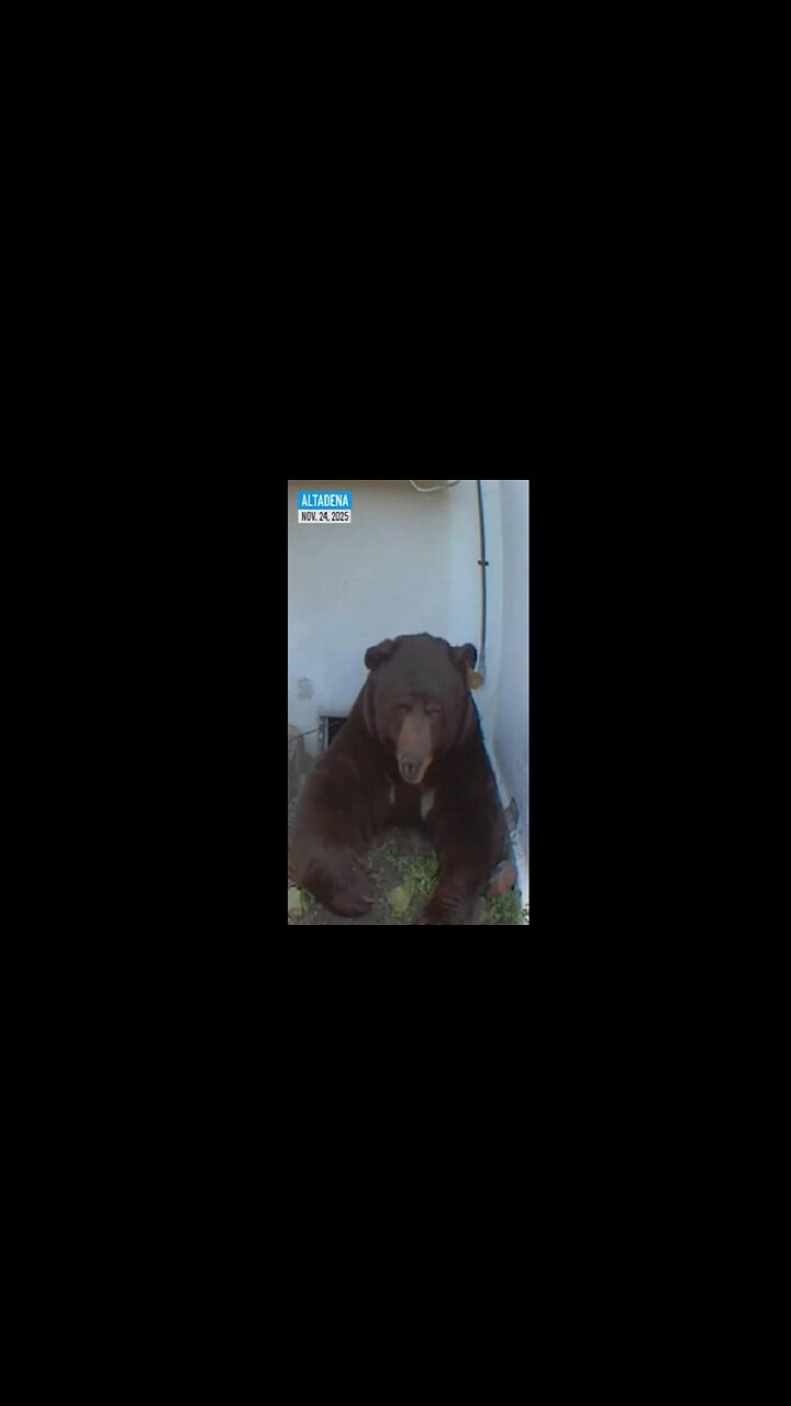 🐻⁠ Large Bear takes up residence under Altadena home, startles homeowner 11.24.25
