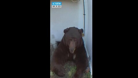 🐻⁠ Large Bear takes up residence under Altadena home, startles homeowner 11.24.25