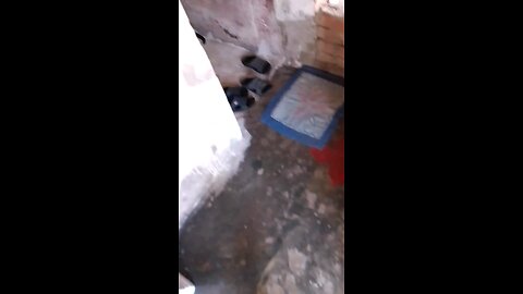 বাড়িতে বিড়াল!!