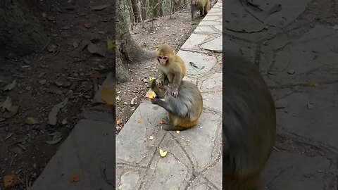 Funny monkey #18