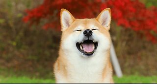 Empresa de Cannabis aposta na criptomoeda DOGECOIN como reserva de valor.
