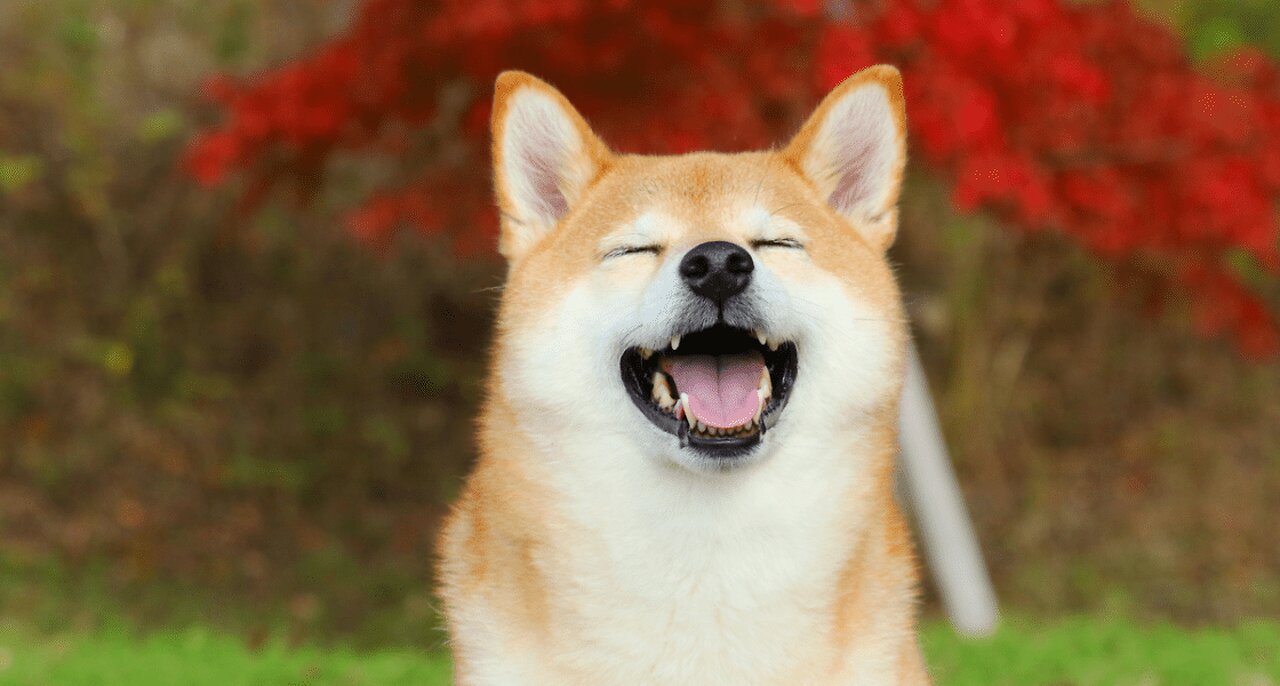 Empresa de Cannabis aposta na criptomoeda DOGECOIN como reserva de valor.