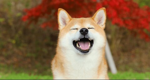 Empresa de Cannabis aposta na criptomoeda DOGECOIN como reserva de valor.