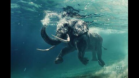 How elephants swim