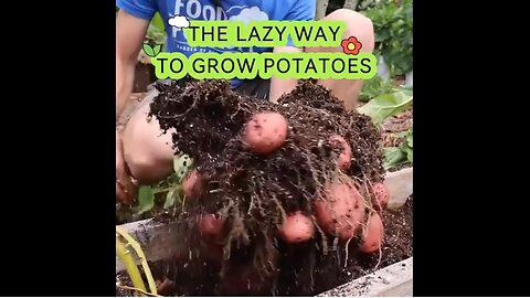 The lazy way to grow tons of potatoes ~ The Gardening Channel W/ James Prigioni