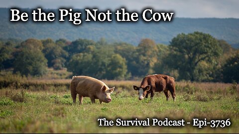 Be the Pig Not the Cow - Epi-3736