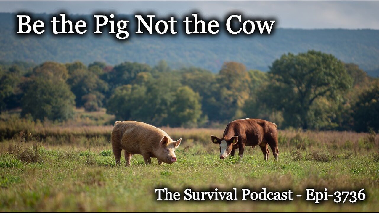 Be the Pig Not the Cow - Epi-3736