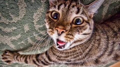 Funniest animal videos ever (part1)
