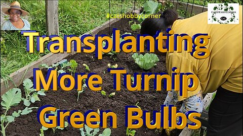 Transplanting More Turnip Green Bulbs - #catshobbycorner #turnip