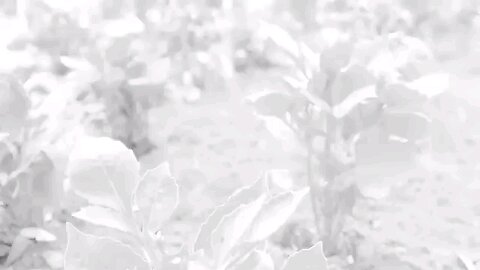 Josh Garrels Rise