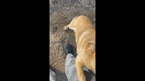 I met a Romanian dog! In a small village