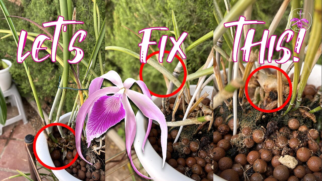 Thrips & Rot WON'T Win! My Battle to Revive a Precious Cattleya Orchid🤞🏼 Reset Repot #ninjaorchids