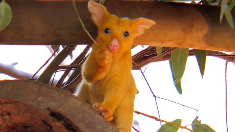 Baby Golden Possum Joey Cute Australian Possums Rare Animals ZOO Australia