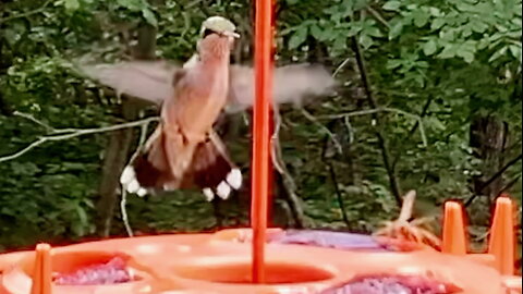 Hummingbird Visits an Oriole Feeder