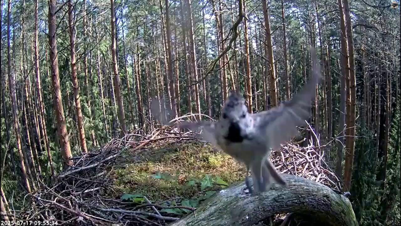 Selfie taken by a chick of a crested tit 📷🐦😀😃😍💕