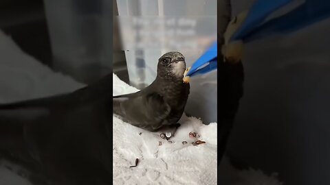 The guy saved the bird from the lake and helped her learn how to fly again