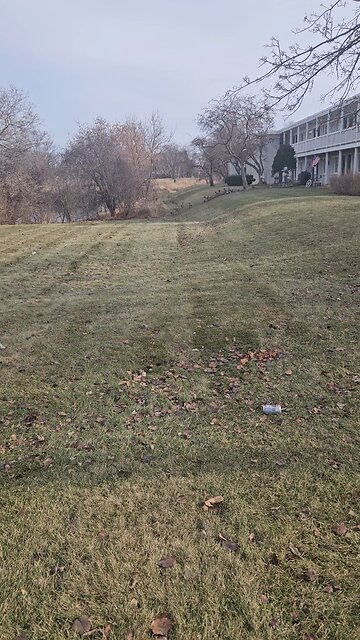 Ducks and Geese at the Bird Feeder on Christmas Eve
