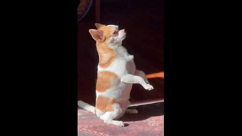 “Day 1 of Being a Human: Not Impressed 😂🐾” #USA#UK#pet video