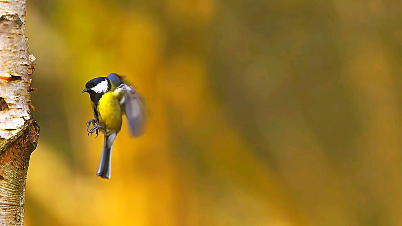 Beautiful birds 🐦 world 🗺