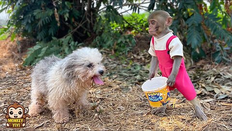 Super touching! YiYi harvests cucumbers to sell to buy soup for a poor stray dog