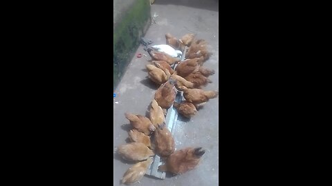 to Day we are here to check or verifying if we have an disease in our poultry farming
