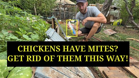 🐓 How to Get Rid of Chicken Mites | Backyard Chicken Care
