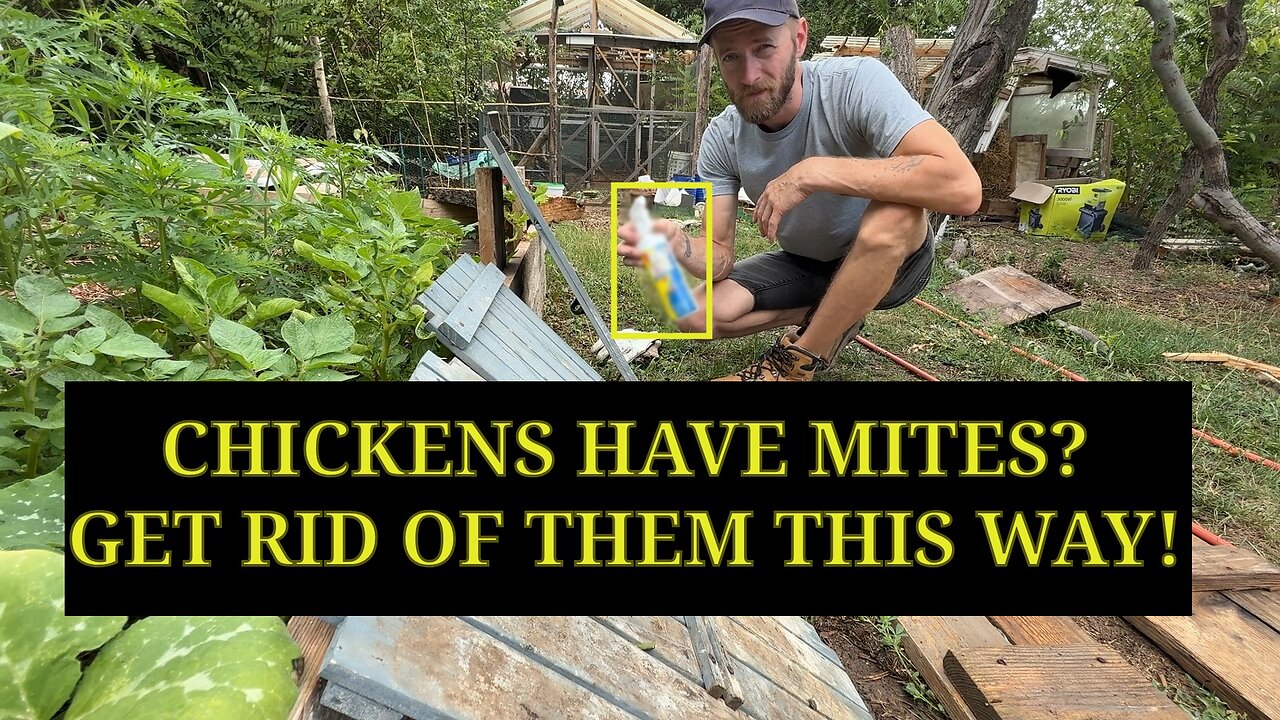 🐓 How to Get Rid of Chicken Mites | Backyard Chicken Care