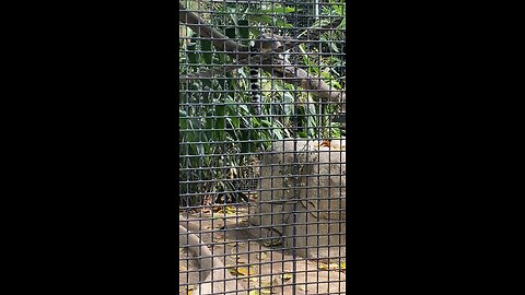 Ring-tail lemur #shorts #followme #trending #lemur #viral