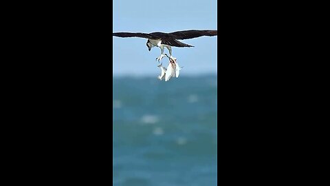 eagle hunting