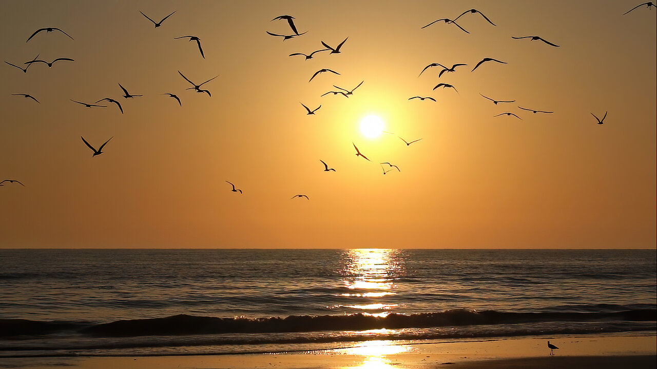 Black Skimmer Nesting Season Begins in Florida
