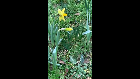 Daffodils are still around