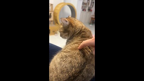 Cat talking