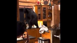 Un oso entra a una casa en EE.UU. y asusta a los residentes