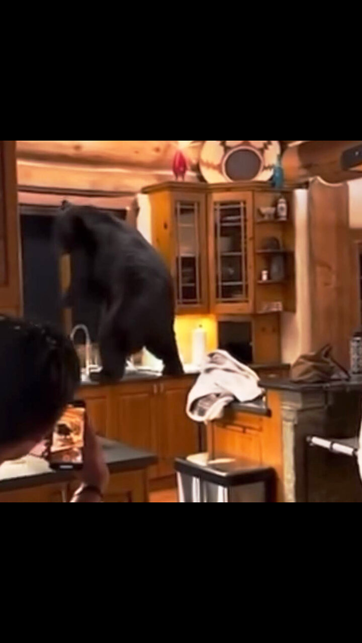 Un oso entra a una casa en EE.UU. y asusta a los residentes