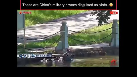 These are China's military drones disguised as birds..