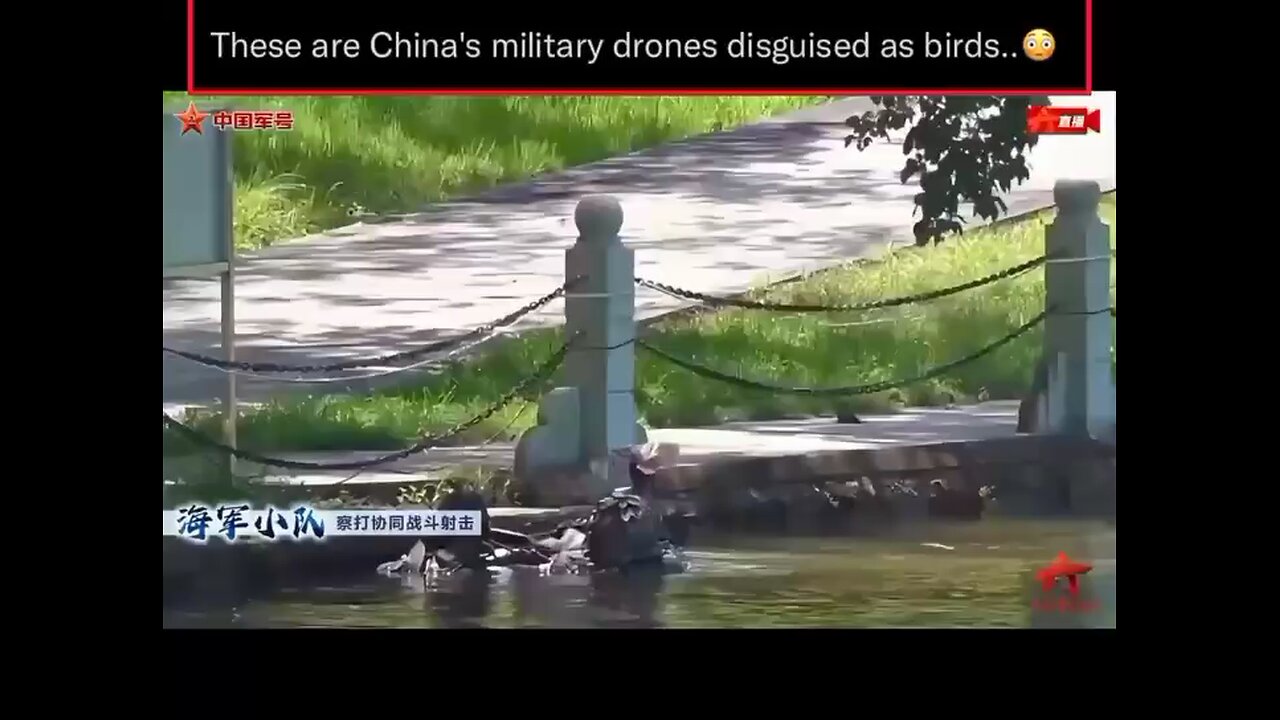 These are China's military drones disguised as birds..