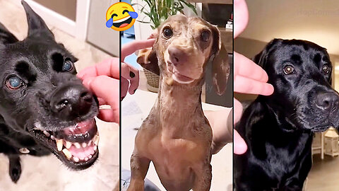 Do Your Dogs Do This? 😂