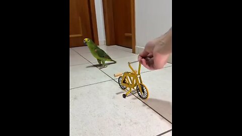 Cute &Funny Parrot 🦜