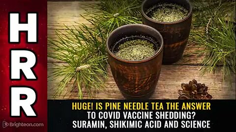 "Pine Needle Tea: A Potential Answer to Vaccine Shedding? The Role of Suramin and Shikimic Acid"